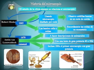 Robert Hooke
Antón van
Leeuwenhoek
 