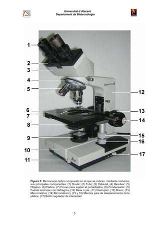 Universitat d´Alacant
Departament de Biotecnologia
Figura 5: Microscopio óptico compuesto en el que se indican, mediante números,
sus principales componentes. (1) Ocular; (2) Tubo; (3) Cabezal; (4) Revolver; (5)
Objetivo; (6) Platina; (7) Pinzas para sujetar el portaobjetos; (8) Condensador; (9)
Fuente luminosa con diafragma; (10) Base o pie; (11) Interruptor; (12) Brazo; (13)
Macrométrico; (14) Micrométrico); (15 y 16) Mandos para de desplazamiento de la
platina; (17) Botón regulador de intensidad.
5
 
