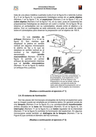 Universitat d´Alacant
Departament de Biotecnologia
trata de una placa metálica cuadrada (Letra A en la figura 6) o redonda (Letras
B y C en la figura 6). La preparación histológica consta de un porta objetos
(Número 1 en la figura 7 A), el espécimen (Número 2 en la figura 7 A) y el
cubre objetos (Número 3 en la figura 7 A), en su caso, pues en ocasiones las
preparaciones histológicas se observan sin cubrir o montar. En la figura 7B se
observa un portaobjetos con su cubreobjetos, situado entre el objetivo y la
platina. Con un cuentagotas se está colocando una gota de aceite de cedro
sobre el cubreobjetos para observar la preparación con el objetivo de 100 X.
C) Los mandos de
enfoque (Números 13 y 14 en la
figura 5): Son mandos que
desplazan la platina en sentido
vertical (en algunos microscopios
la platina es fija y lo que se
desplaza en sentido vertical es el
revolver y los objetivos). El
denominado tornillo
macrométrico (Número 13 en la
figura 5) permite un primer
enfoque de aproximación mientras
que el tornillo micrométrico
(Número 14 en la figura 5) realiza
un enfoque fino y preciso.
Figura 7: La preparación histológica. En
A, se distinguen sus tres componentes: 1)
El portaobjetos, 2) el espécimen y 3) el
Cubreobjetos. En B se observa una
Preparación a la que se añade, sobre el
cubreobjetos, una gota de aceite de
cedro para observar la preparación con un
objetivo de 100 X (objetivo de inmersión)
(Realiza a continuación el ejercicio nº 1)
2.4. El sistema de iluminación:
Son las piezas del microscopio encargadas de iluminar el espécimen para
que su imagen pueda ser ampliada por el sistema óptico. En general consta de
una lámpara (Número 9 en la figura 5) y su correspondiente transformador
ambos situados en la base del microscopio (Número 10 en la figura 5). Un
interruptor (Número 11 en la figura 5) y un botón regulador de la intensidad
(Número 17 en la figura 5) controlan la iluminación del espécimen. En algunos
microscopios existe también un diafragma de la lámpara (Número 7 en la
Figura 8) que controla el diámetro del haz luminoso.
(Realiza a continuación el ejercicio nº 2)
7
 
