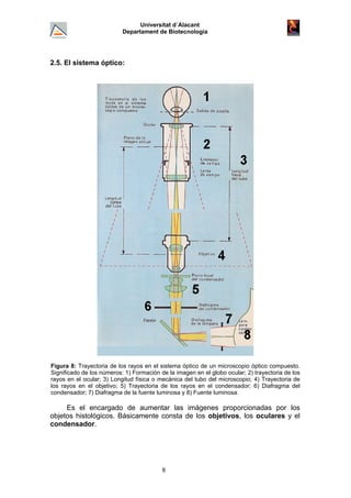 Universitat d´Alacant
Departament de Biotecnologia
2.5. El sistema óptico:
Figura 8: Trayectoria de los rayos en el sistema óptico de un microscopio óptico compuesto.
Significado de los números: 1) Formación de la imagen en el globo ocular; 2) trayectoria de los
rayos en el ocular; 3) Longitud física o mecánica del tubo del microscopio; 4) Trayectoria de
los rayos en el objetivo; 5) Trayectoria de los rayos en el condensador; 6) Diafragma del
condensador; 7) Diafragma de la fuente luminosa y 8) Fuente luminosa.
Es el encargado de aumentar las imágenes proporcionadas por los
objetos histológicos. Básicamente consta de los objetivos, los oculares y el
condensador.
8
 