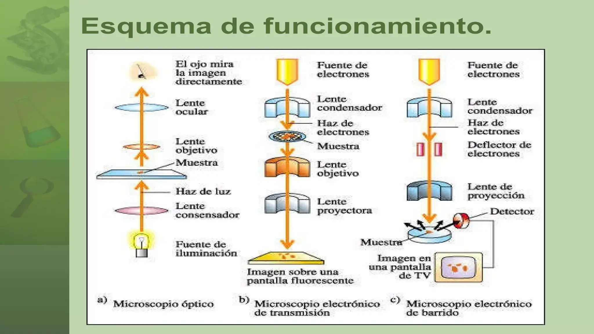 Microscopio teoria fundamentos y partes del microscopio | PPT