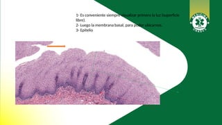 1- Es conveniente siempre visualizar primero la luz (superficie
libre).
2- Luego la membrana basal, para poder ubicarnos.
3- Epitelio
 