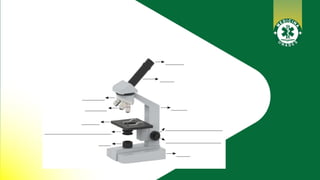 MICROSCOPIO.pptx MATERIAL PARA ESTUDIANTES DE MEDICINA