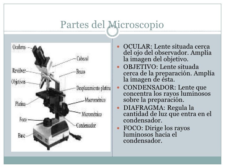 Microscopio compuesto