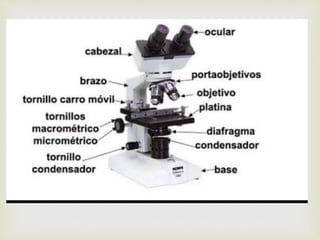 Microscopio optico
