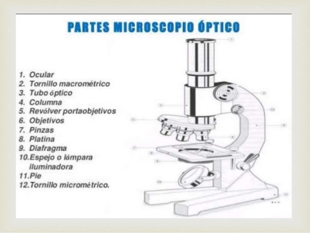 Microscopio optico