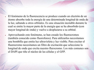 ● El fenómeno de la fluorescencia se produce cuando un electrón de un
átomo absorbe toda la energía de una determinada longitud de onda de
la luz, saltando a otros orbitales. Es una situación inestable durante la
cual se emite la mayor parte de la energía que se ha absorbido (con
mayor longitud de onda) y vuelve a desplazarse a su orbital.
● Aprovechando este fenómeno, se han creado los fluorocromos
(también conocido como fluoroforos). Para utilizarlos necesitamos
una bombilla que emita luz ultravioleta y luz visible. Para excitar el
fluorocromo necesitamos un filtro de excitación que seleccione la
longitud de onda que excita nuestro flurocromo. Los más comunes son
el DAPI que tiñe el núcleo de las células y el GFP.
 