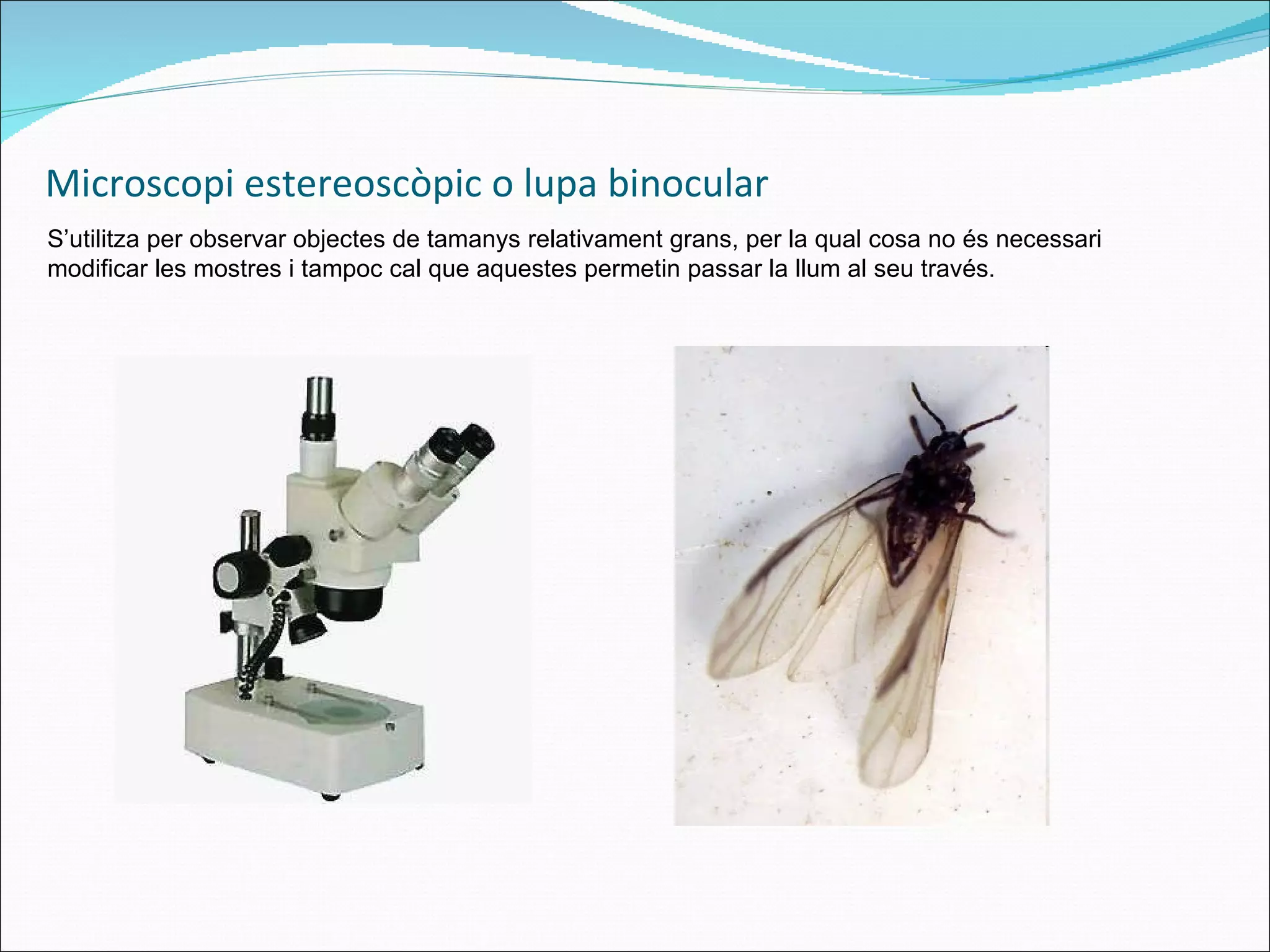 Microscopi estereoscòpic o lupa binocular S’utilitza per observar objectes de tamanys relativament grans, per la qual cosa no és necessari modificar les mostres i tampoc cal que aquestes permetin passar la llum al seu través. 