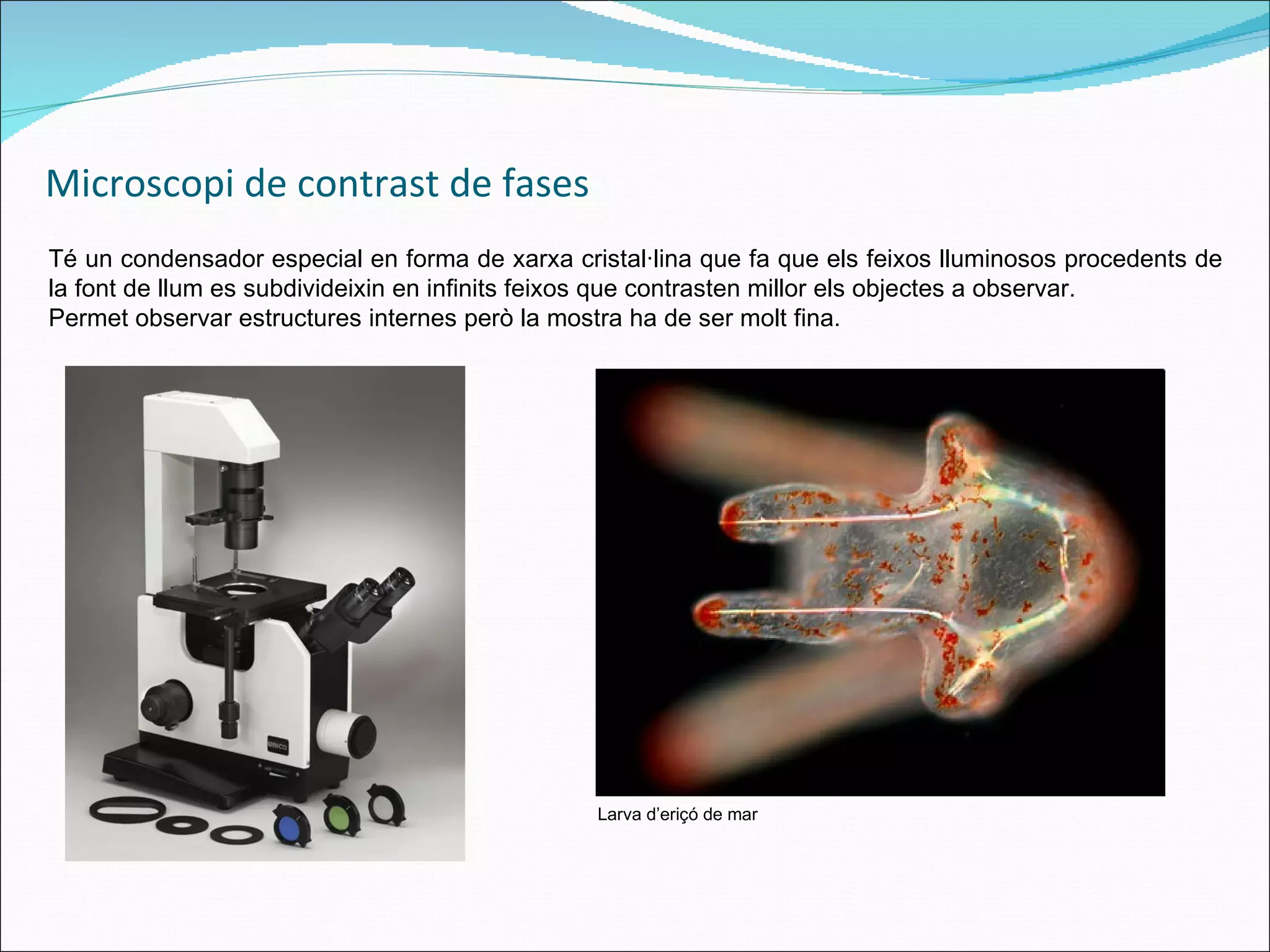 Microscopi de contrast de fases Té un condensador especial en forma de xarxa cristal·lina que fa que els feixos lluminosos procedents de la font de llum es subdivideixin en infinits feixos que contrasten millor els objectes a observar.  Permet observar estructures internes però la mostra ha de ser molt fina. Larva d’eriçó de mar 