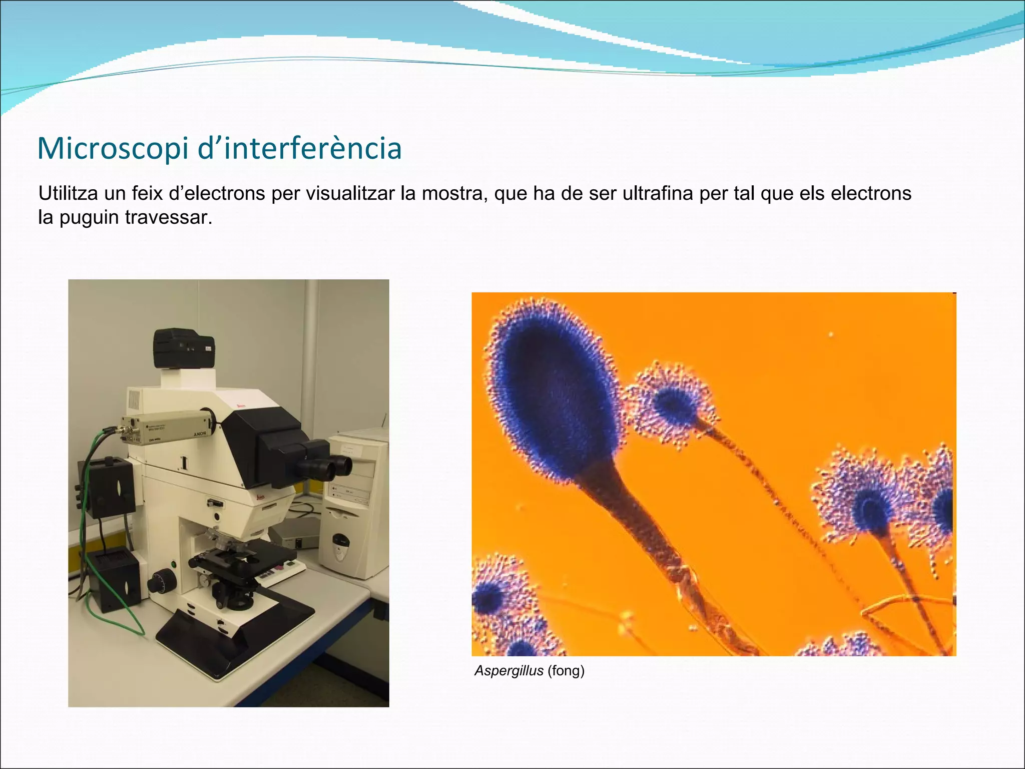 Microscopi d’interferència Utilitza un feix d’electrons per visualitzar la mostra, que ha de ser ultrafina per tal que els electrons la puguin travessar. Aspergillus  (fong) 