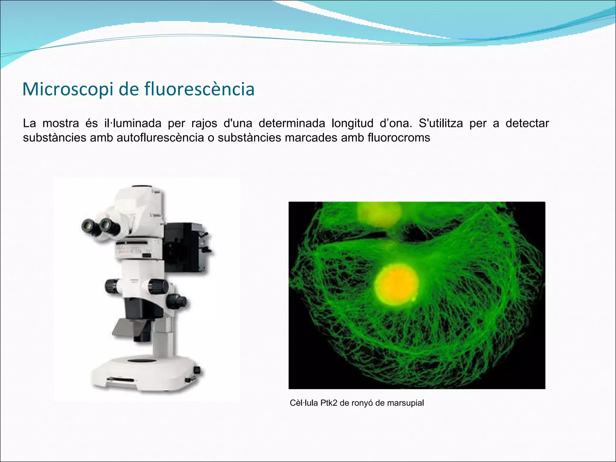 Microscopi de fluorescència La mostra és il·luminada per  rajos d'una determinada longitud d’ona. S'utilitza per a detectar substàncies amb autoflurescència o substàncies marcades amb fluorocroms Cèl·lula Ptk2 de ronyó de marsupial 