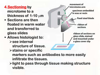 4.Sectioning by
  microtome to a
  thickness of 1-10 m
 Sections are then
  floated in warm water
  and transferred to
  glass slides
 Allows histologist to:
    see internal
     structure of tissue.
    stains or specific
     markers such as antibodies to more easily
     infiltrate the tissues.
    light to pass through tissue making structure
     visible.
 