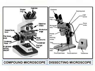 COMPOUND MICROSCOPE   DISSECTING MICROSCOPE
 