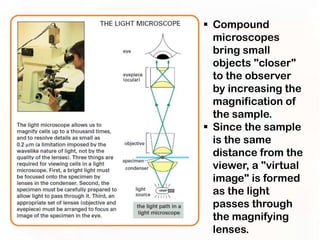  Compound
  microscopes
  bring small
  objects "closer"
  to the observer
  by increasing the
  magnification of
  the sample.
 Since the sample
  is the same
  distance from the
  viewer, a "virtual
  image" is formed
  as the light
  passes through
  the magnifying
  lenses.
 