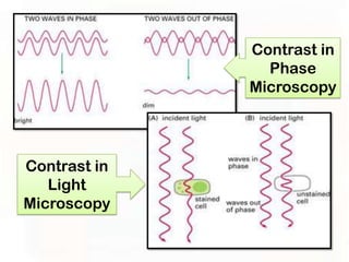 Contrast in
                Phase
              Microscopy




Contrast in
   Light
Microscopy
 