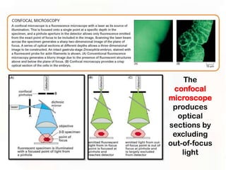 The
 confocal
microscope
 produces
  optical
sections by
 excluding
out-of-focus
    light
 