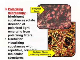 3. Polarizing        Compact
                       bone
   microscopy–
   birefrigent
   substances rotate
   direction of
   polarized light
   emerging from
   polarizing filters
• Useful for
   visualizing
   substances with
   repetitive, oriented
                      Collagen fibers,
   molecular       polarizing microscopy
   structures
 