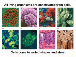 All living organisms are constructed from cells.




    Cells come in varied shapes and sizes
 