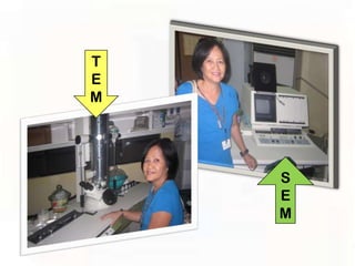 T
E
M




    S
    E
    M
 