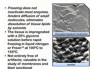 • Freezing does not
 inactivate most enzymes,
 hinders diffusion of small
 molecules, eliminates
 dissolution of tissue lipids
 by solvents
• The tissue is impregnated     chloroplast thylakoid membranes
  with a 25% glycerol
  solution before rapid
  freezing in liquid nitrogen
  or Freon12 at 1000C to
  1550C.
• Not entirely free of
  artifacts; valuable in the
  study of membranes and                   vesicles
  their junctional
 