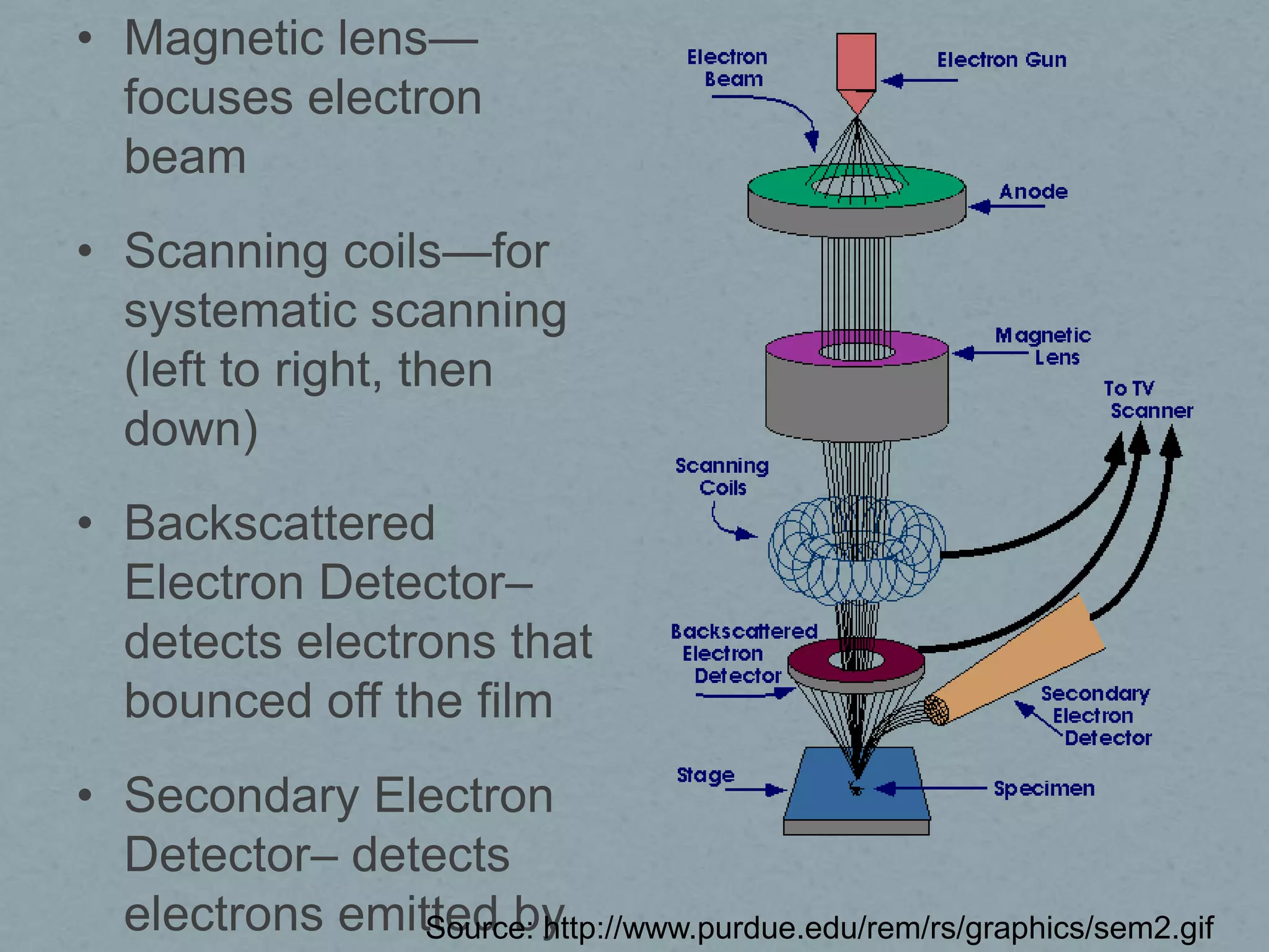 • Magnetic lens—
focuses electron
beam
• Scanning coils—for
systematic scanning
(left to right, then
down)
• Backscattered
Electron Detector–
detects electrons that
bounced off the film

• Secondary Electron
Detector– detects
electrons emitted by
Source: http://www.purdue.edu/rem/rs/graphics/sem2.gif

 
