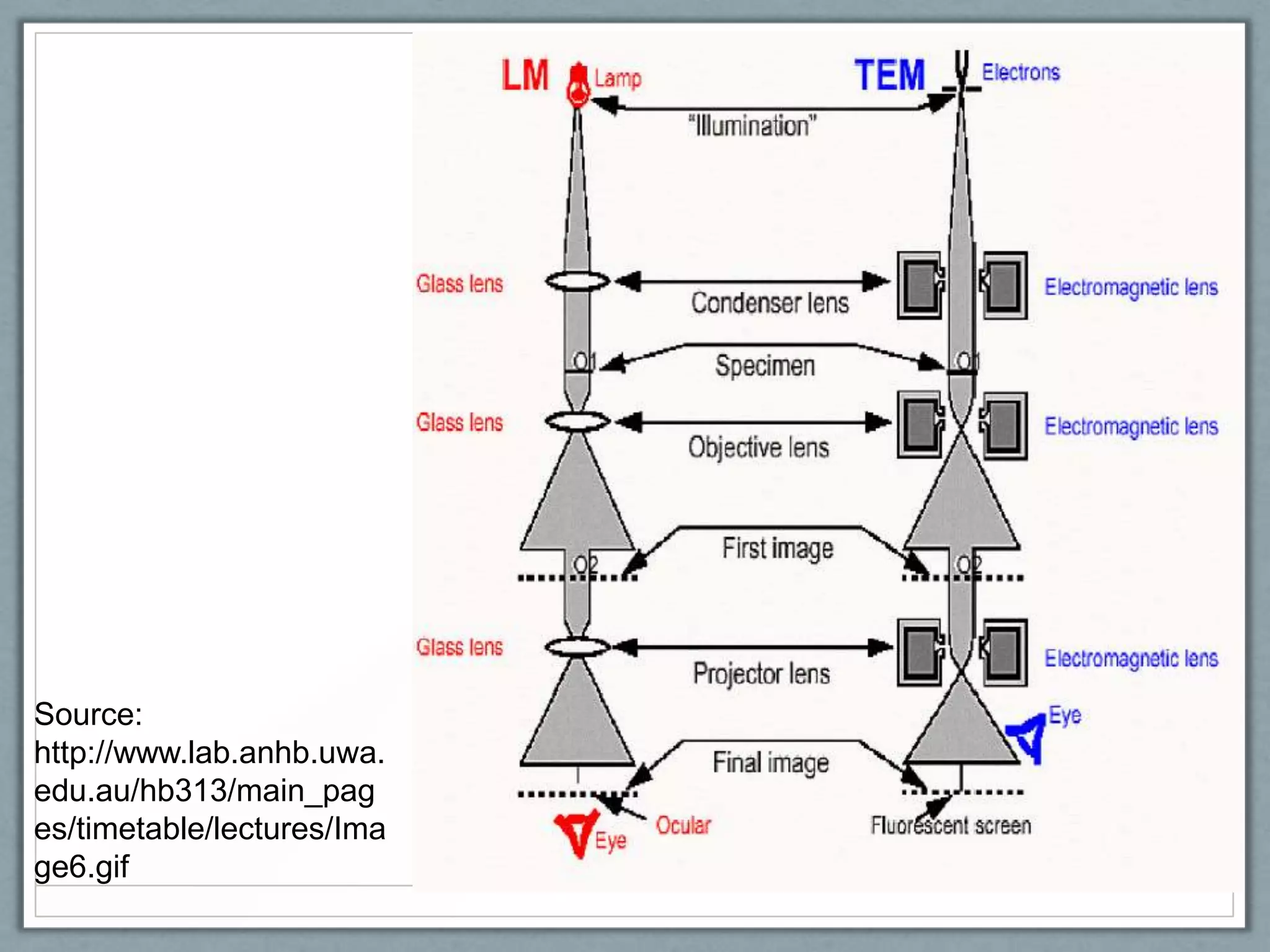 Source:
http://www.lab.anhb.uwa.
edu.au/hb313/main_pag
es/timetable/lectures/Ima
ge6.gif

 
