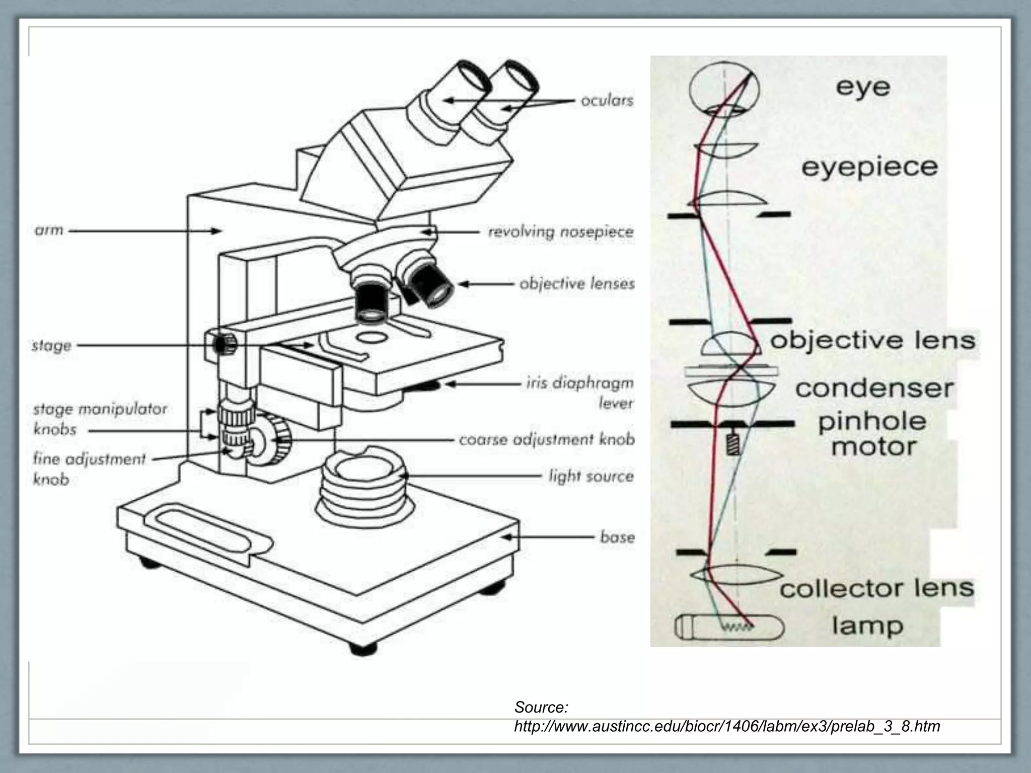 Source:
http://www.austincc.edu/biocr/1406/labm/ex3/prelab_3_8.htm

 