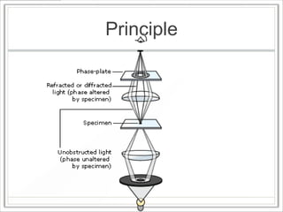 Microscope Design Principles Microscopy | PPTX