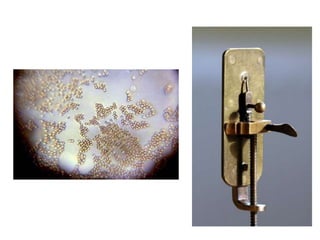 Microscopy | PPTX