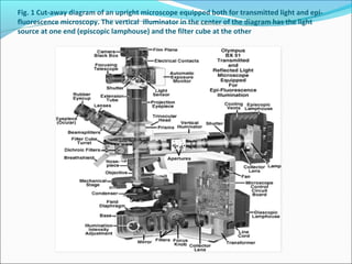 Fig. 1 Cut-away diagram of an upright microscope equipped both for transmitted light and epi-
fluorescence microscopy. The vertical illuminator in the center of the diagram has the light
source at one end (episcopic lamphouse) and the filter cube at the other
 