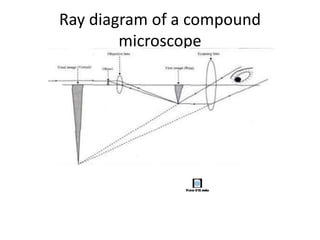 Microscope Rays Microscopy | PPTX