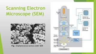 Scanning Electron
Microscope (SEM)
Fig.: Staphylococcus aureus under SEM
 