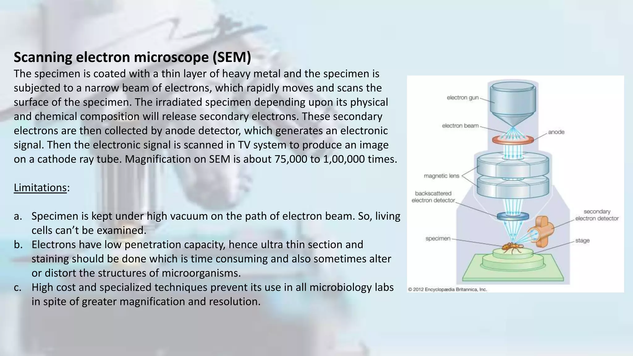 Scanning electron microscope (SEM)
The specimen is coated with a thin layer of heavy metal and the specimen is
subjected to a narrow beam of electrons, which rapidly moves and scans the
surface of the specimen. The irradiated specimen depending upon its physical
and chemical composition will release secondary electrons. These secondary
electrons are then collected by anode detector, which generates an electronic
signal. Then the electronic signal is scanned in TV system to produce an image
on a cathode ray tube. Magnification on SEM is about 75,000 to 1,00,000 times.
Limitations:
a. Specimen is kept under high vacuum on the path of electron beam. So, living
cells can’t be examined.
b. Electrons have low penetration capacity, hence ultra thin section and
staining should be done which is time consuming and also sometimes alter
or distort the structures of microorganisms.
c. High cost and specialized techniques prevent its use in all microbiology labs
in spite of greater magnification and resolution.
 