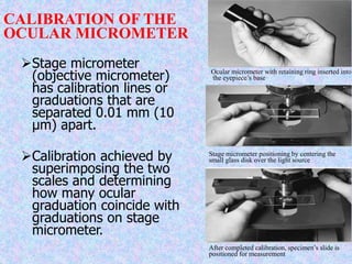 CALIBRATION OF THE
OCULAR MICROMETER
Stage micrometer
(objective micrometer)
has calibration lines or
graduations that are
separated 0.01 mm (10
µm) apart.
Calibration achieved by
superimposing the two
scales and determining
how many ocular
graduation coincide with
graduations on stage
micrometer.
Ocular micrometer with retaining ring inserted into
the eyepiece’s base
Stage micrometer positioning by centering the
small glass disk over the light source
After completed calibration, specimen’s slide is
positioned for measurement
 