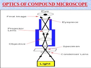 OPTICS OF COMPOUND MICROSCOPE
 