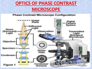 42
OPTICS OF PHASE CONTRAST
MICROSCOPE
 
