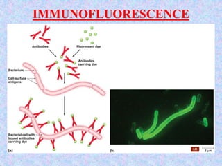 IMMUNOFLUORESCENCE
 