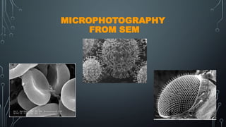 MICROPHOTOGRAPHY
FROM SEM
 