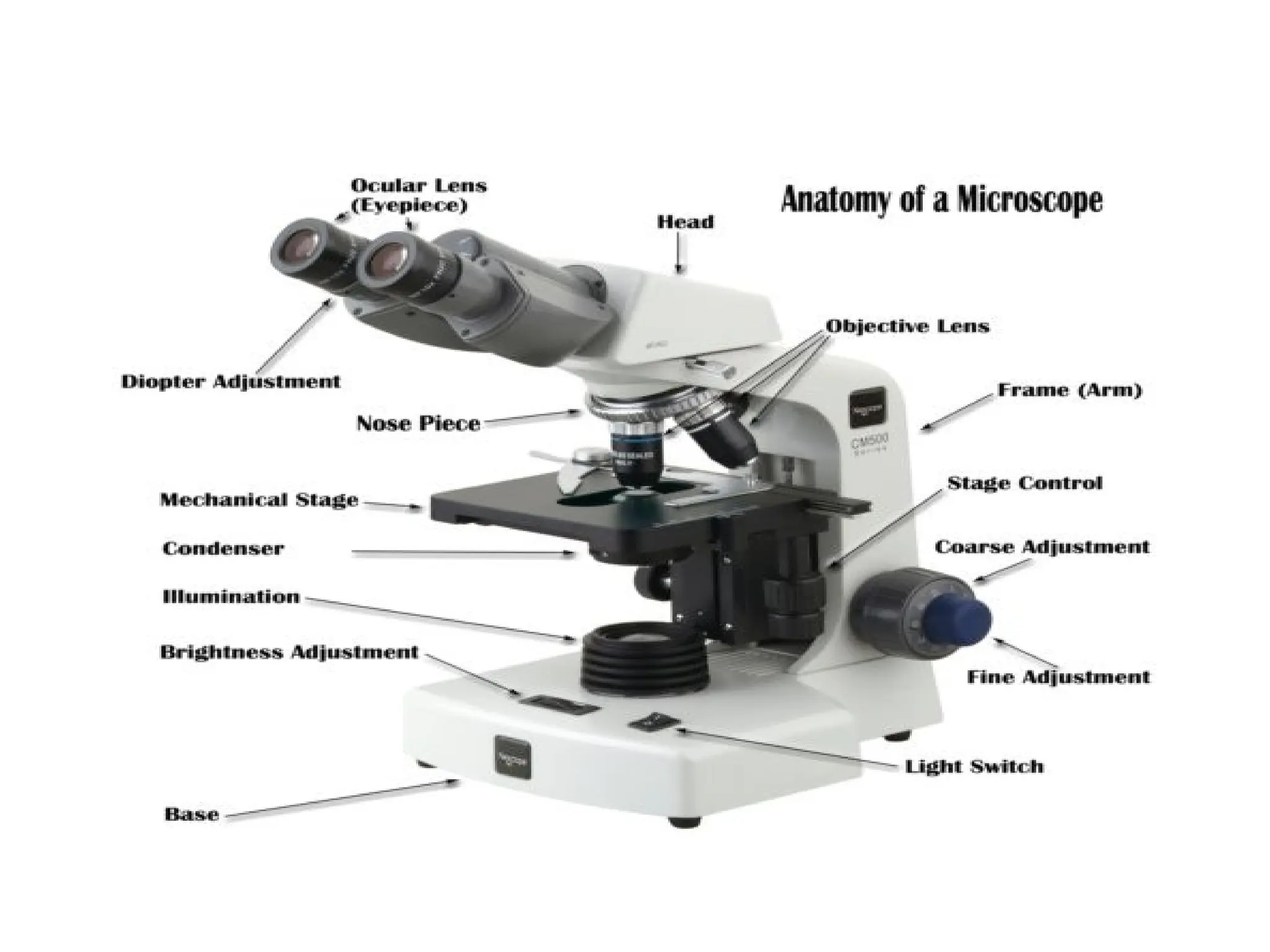 Basic   Microscopy    on    BIology1 .ppt