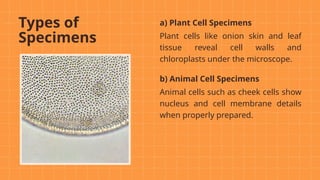 Specimen Cells Science Subject_ Lesson on Compound Microscope | PPTX