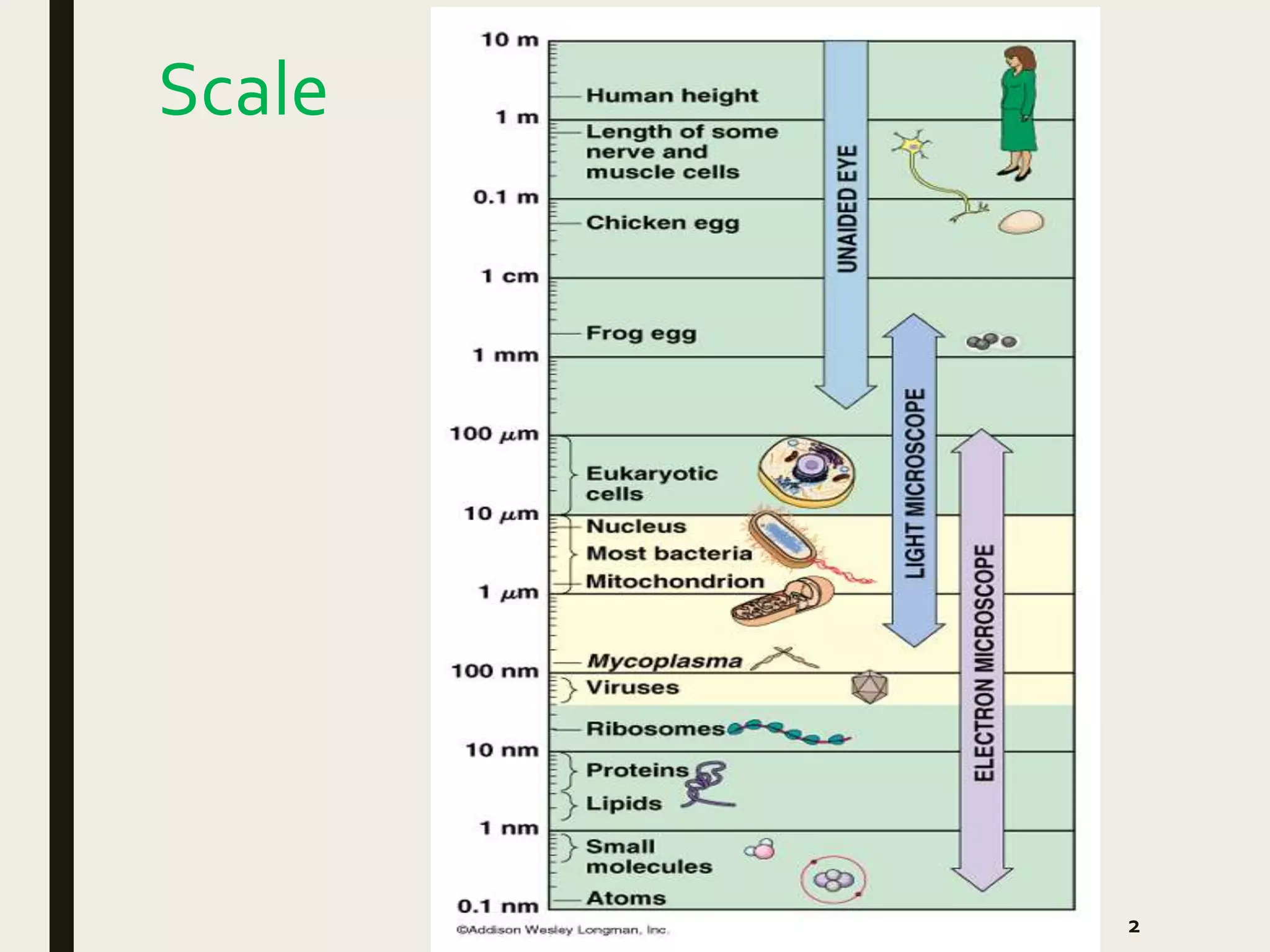 Applications of microscopy in bacteriology and its advancements | PPTX
