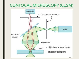 Applications of microscopy in bacteriology and its advancements | PPTX