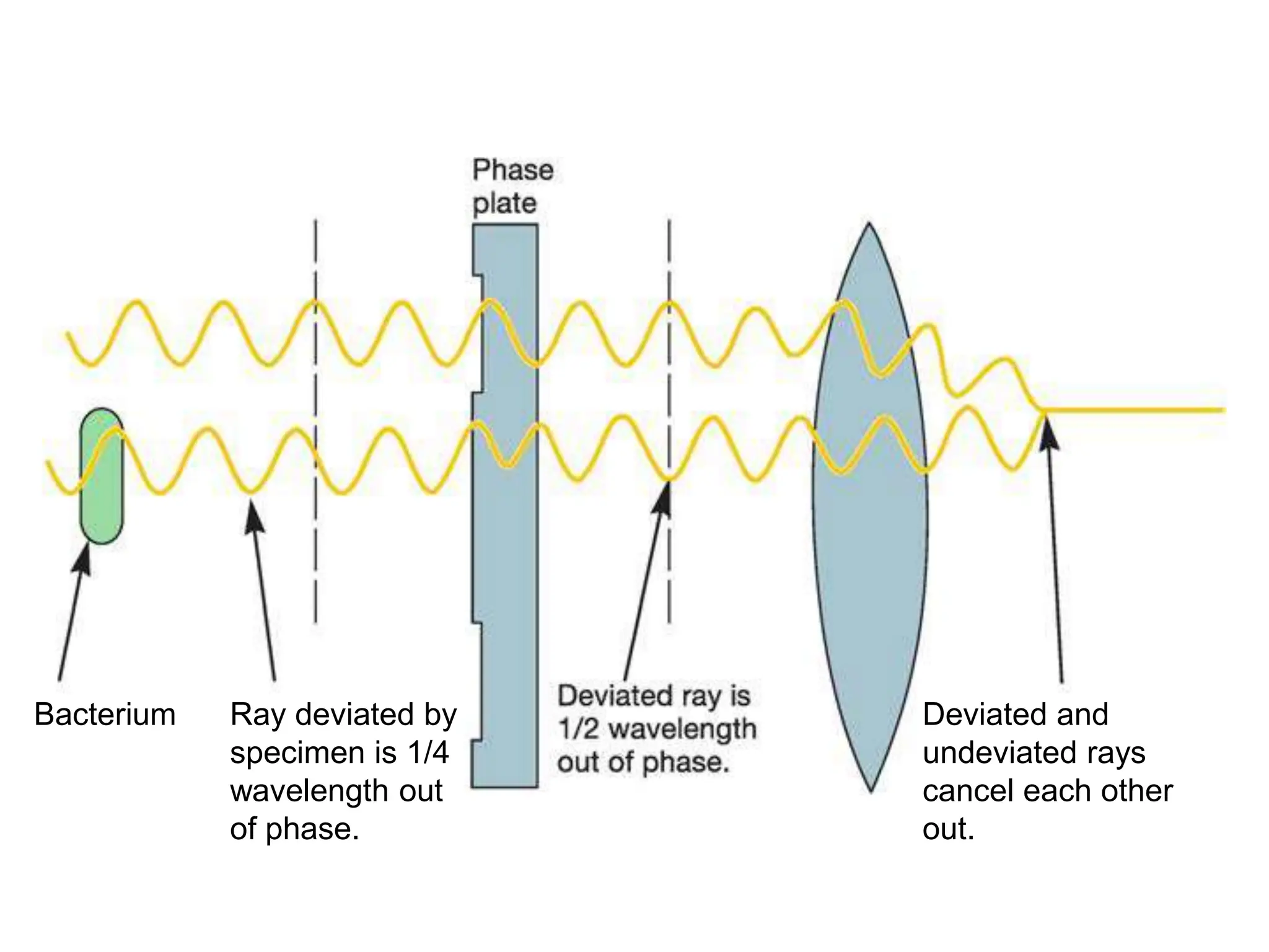Bacterium Ray deviated by
specimen is 1/4
wavelength out
of phase.
Deviated and
undeviated rays
cancel each other
out.
 