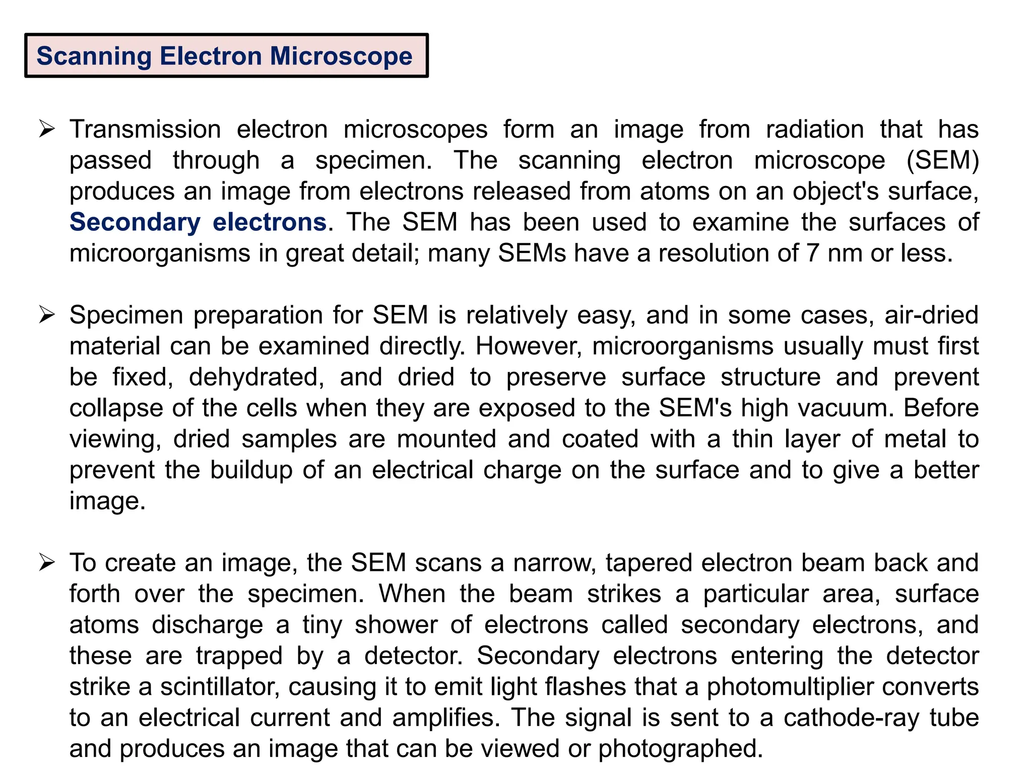 Scanning Electron Microscope
 Transmission electron microscopes form an image from radiation that has
passed through a specimen. The scanning electron microscope (SEM)
produces an image from electrons released from atoms on an object's surface,
Secondary electrons. The SEM has been used to examine the surfaces of
microorganisms in great detail; many SEMs have a resolution of 7 nm or less.
 Specimen preparation for SEM is relatively easy, and in some cases, air-dried
material can be examined directly. However, microorganisms usually must first
be fixed, dehydrated, and dried to preserve surface structure and prevent
collapse of the cells when they are exposed to the SEM's high vacuum. Before
viewing, dried samples are mounted and coated with a thin layer of metal to
prevent the buildup of an electrical charge on the surface and to give a better
image.
 To create an image, the SEM scans a narrow, tapered electron beam back and
forth over the specimen. When the beam strikes a particular area, surface
atoms discharge a tiny shower of electrons called secondary electrons, and
these are trapped by a detector. Secondary electrons entering the detector
strike a scintillator, causing it to emit light flashes that a photomultiplier converts
to an electrical current and amplifies. The signal is sent to a cathode-ray tube
and produces an image that can be viewed or photographed.
 