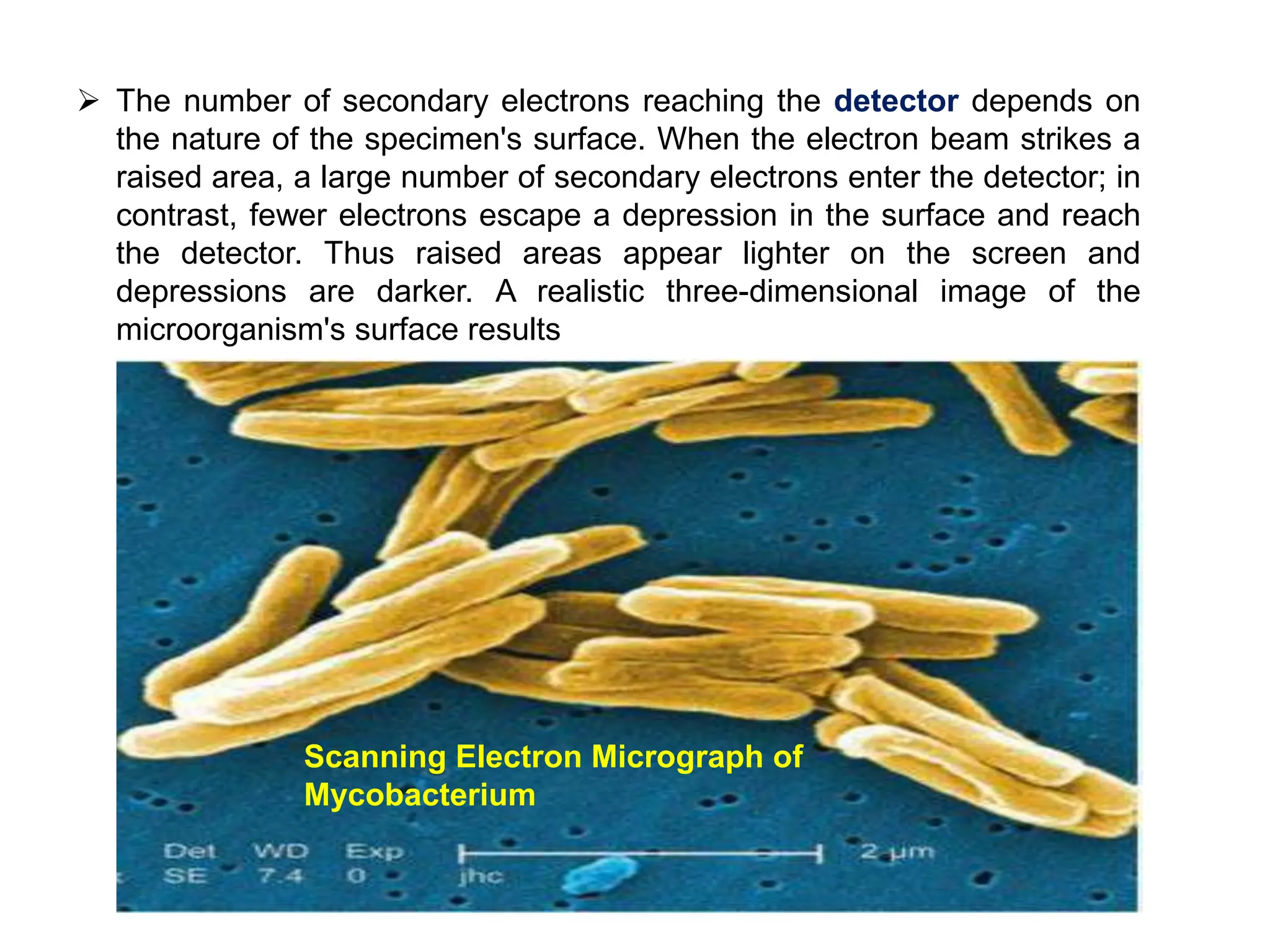  The number of secondary electrons reaching the detector depends on
the nature of the specimen's surface. When the electron beam strikes a
raised area, a large number of secondary electrons enter the detector; in
contrast, fewer electrons escape a depression in the surface and reach
the detector. Thus raised areas appear lighter on the screen and
depressions are darker. A realistic three-dimensional image of the
microorganism's surface results
Scanning Electron Micrograph of
Mycobacterium
 