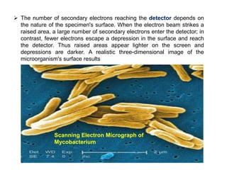  The number of secondary electrons reaching the detector depends on
the nature of the specimen's surface. When the electron beam strikes a
raised area, a large number of secondary electrons enter the detector; in
contrast, fewer electrons escape a depression in the surface and reach
the detector. Thus raised areas appear lighter on the screen and
depressions are darker. A realistic three-dimensional image of the
microorganism's surface results
Scanning Electron Micrograph of
Mycobacterium
 