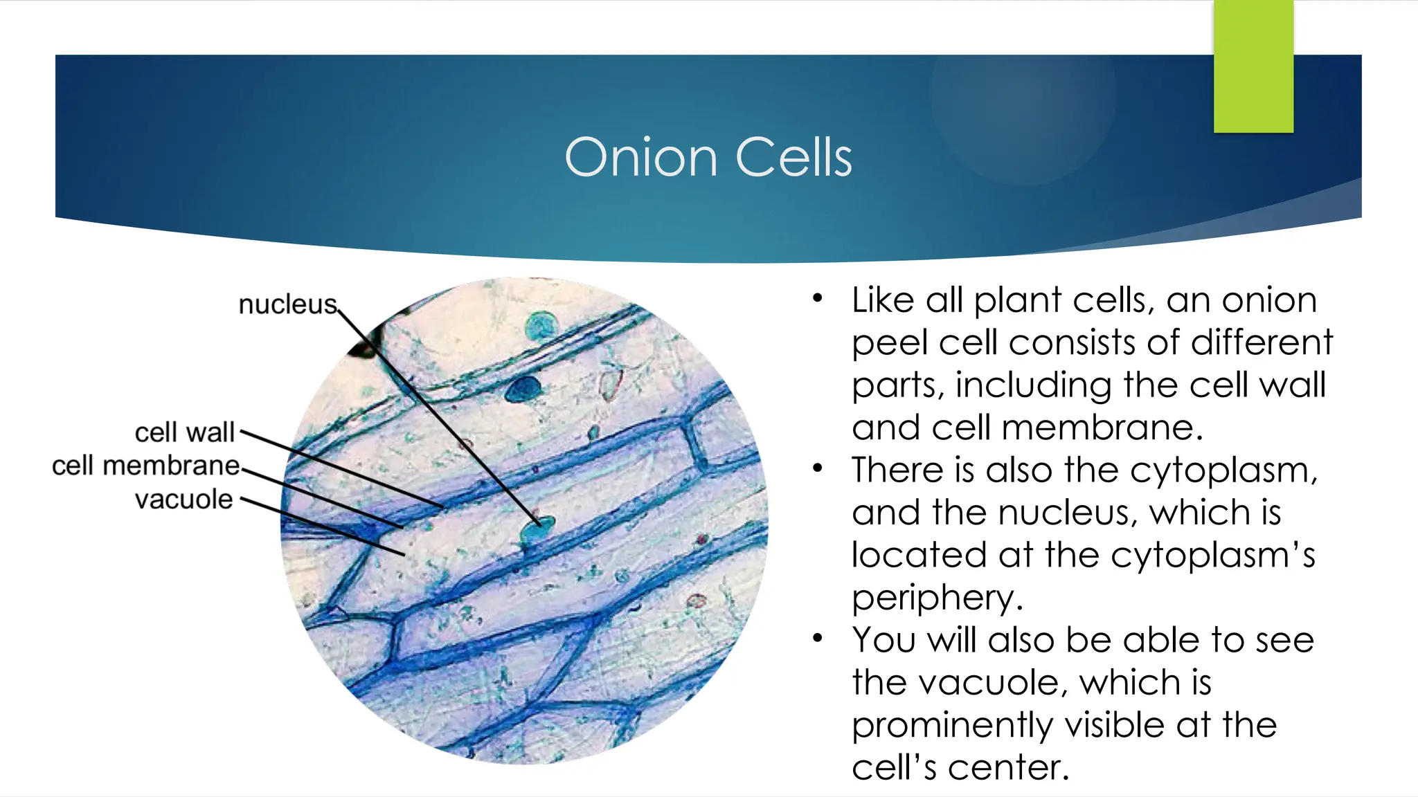 An overview of cell Microscopy plant and animal.pptx