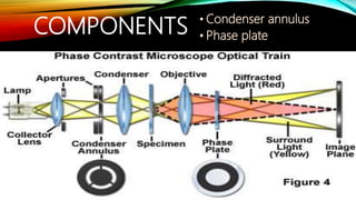COMPONENTS • Condenser annulus
• Phase plate
 