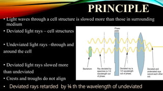 PRINCIPLE
• Light waves through a cell structure is slowed more than those in surrounding
medium
• Deviated light rays – cell structures
• Undeviated light rays –through and
around the cell
• Deviated light rays slowed more
than undeviated
• Crests and troughs do not align
• Deviated rays retarded by ¼ th the wavelength of undeviated
 