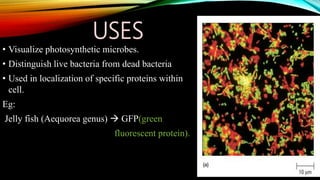 USES
• Visualize photosynthetic microbes.
• Distinguish live bacteria from dead bacteria
• Used in localization of specific proteins within
cell.
Eg:
Jelly fish (Aequorea genus)  GFP(green
fluorescent protein).
 